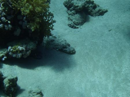 Scuba Divers Red Sea,Sharm el Sheikh,Sinai-Süd bis Nabq,Ägypten