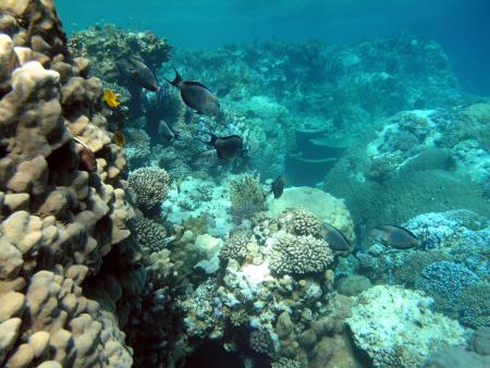 Go4Dive,Shoni Bay Diving Resort,Marsa Alam,Marsa Alam und südlich,Ägypten