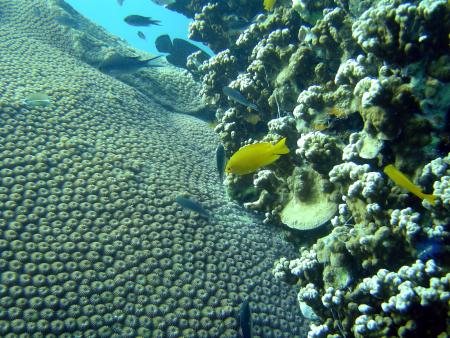 Calypso Diving,Koh Samui,Golf von Thailand,Thailand