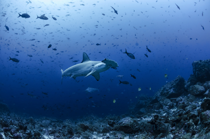Hammerhai schwimmt gemütlich an den Tauchern vorbei, Galapagos, Ecuador, Tauchsafari, Tauchen, Hai, Hammerhai, Hai Schutz & Forschung, Galapagos Shark Diving