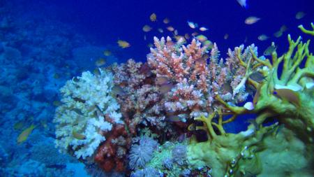 diving.DE el Flamenco,El Quseir bis Port Ghalib,Ägypten