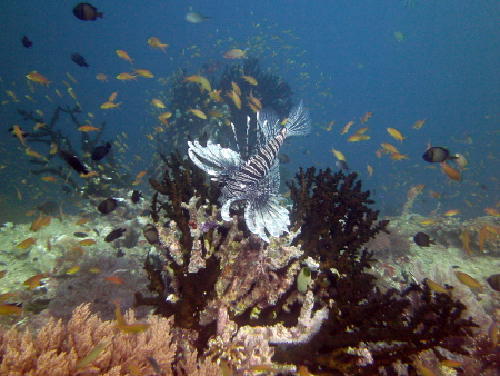 Whaleshark Divers,Macrohon,Southern Leyte,Napantao Fish Sanctuary,Panoan Island,Philippinen