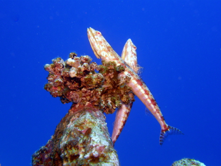 SUB AQUA DiveCenter Utopia Beach,El Quseir bis Port Ghalib,Ägypten