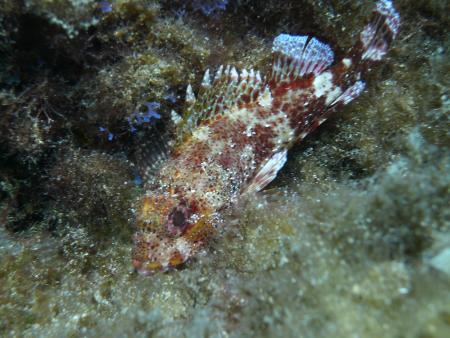 R.C. Diving,Puerto del Carmen,Lanzarote,Kanarische Inseln,Spanien