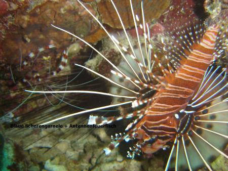 Cabilao Dive Center/La Estrella Beach Resort,Philippinen