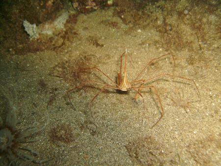 R.C. Diving,Puerto del Carmen,Lanzarote,Kanarische Inseln,Spanien