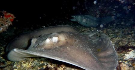 R.C. Diving,Puerto del Carmen,Lanzarote,Kanarische Inseln,Spanien