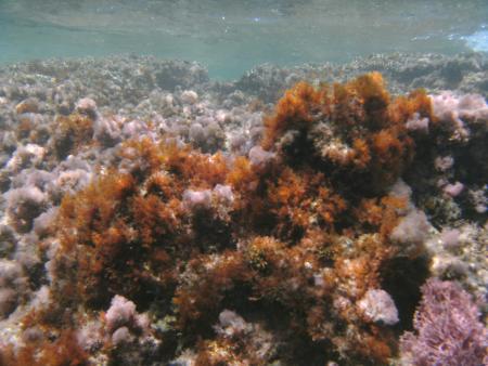 Deep Sea Diving,Karaburun Alanya,Türkei