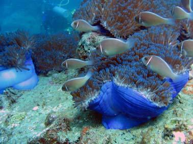 Calypso Diving,Koh Samui,Golf von Thailand,Thailand