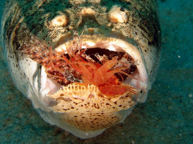Malapascua - Sunsplash Resort/Sea Explorers, Malapascua,Philippinen,Hungry Stargazer eating Lionfish