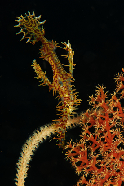 Lembeh strait, Lembeh Strait,Nord Sulawesi,Indonesien