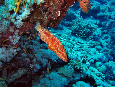 diving.DE el Flamenco,El Quseir bis Port Ghalib,Ägypten