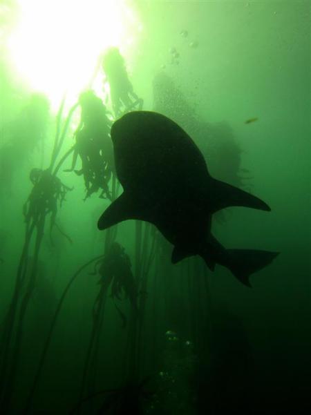 Sharkexplorers,Simonstown,Südafrika