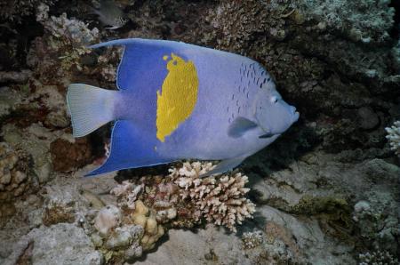 Geli & Ute Diving Center,Hurghada,Ägypten