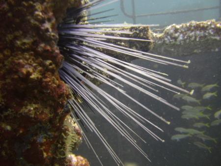 Oman Dive Center (Extra Divers),Muscat,Oman