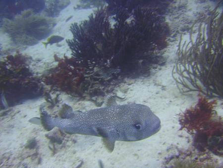 Scuba Pelicano,Isla Margarita,Juan Griego / Venezuela,Venezuela