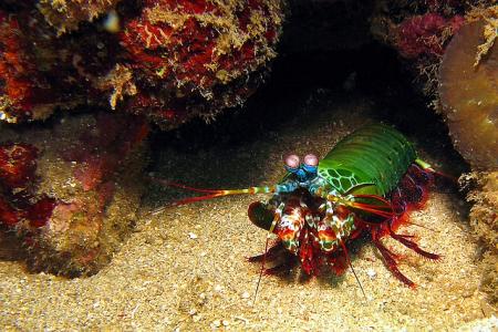 Bastianos Diving Resort Bunaken,Sulawesi,Indonesien