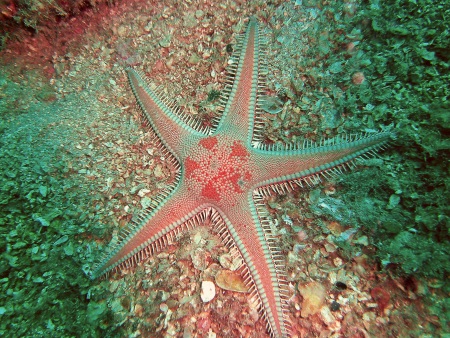 Dive Loft Krk,Vrbnik,Insel Krk,Kroatien