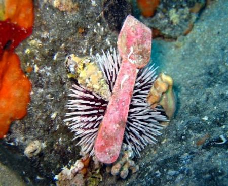 Jandia Divers,Fuerteventura,Kanarische Inseln,Spanien