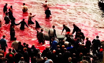 With blood on their hands, the fishermen in the midst of the brutally slaughtered pilot whales.