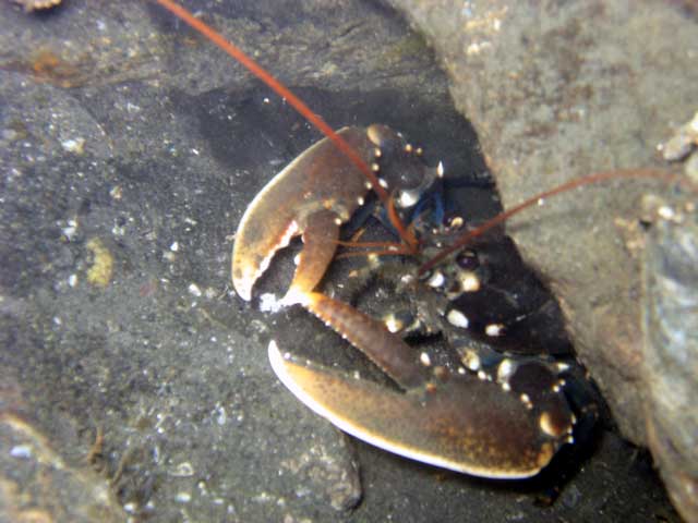 Scharendijke, Reef Balls, Scharendijke,Grevelinger Meer,Niederlande