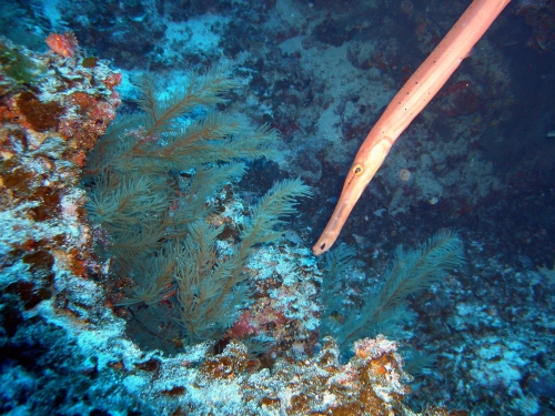 El Hierro, El Hierro,Spanien