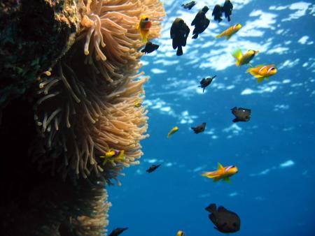 Nemo Dive Club,Safaga,Ägypten