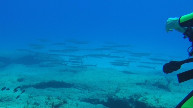 Clownfish´s Diving, Ayia Napa, Zypern