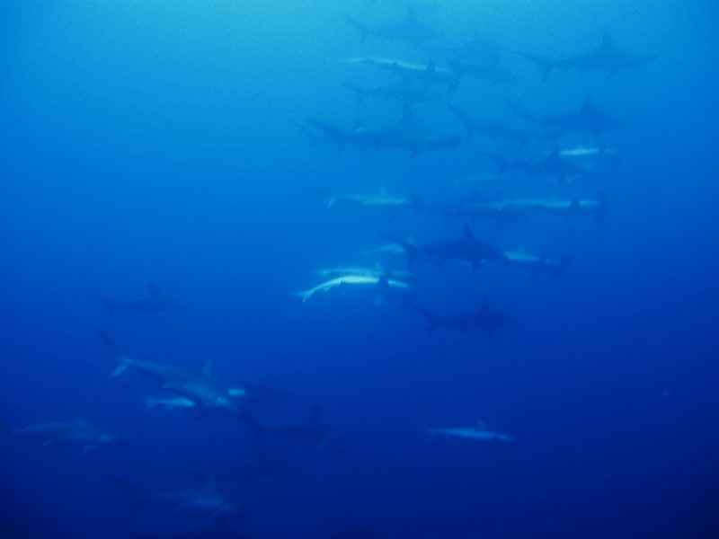 hammerheads and others, Atauro/Outer Reef,Osttimor