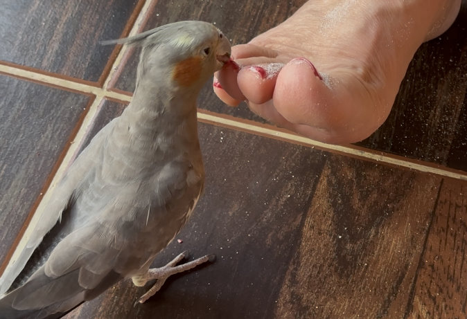 Shamar Divers Maamigili, Malediven
