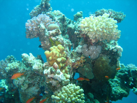 diving.DE el Flamenco,El Quseir bis Port Ghalib,Ägypten