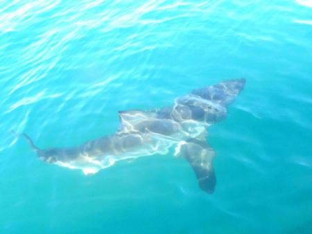 African Shark Eco Charters,Südafrika
