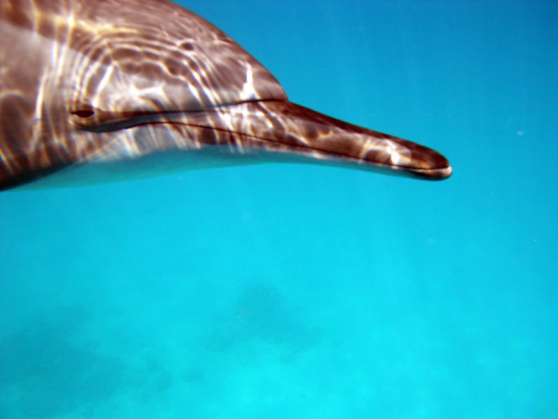 Fury Shoals - Sataya - Abo Galawa Kebir, Fury Shoals - The Deep South,Ägypten,Spinner Delphin Close up