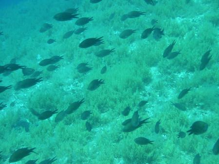 Dive In - Surf Out,Vodice,Kroatien