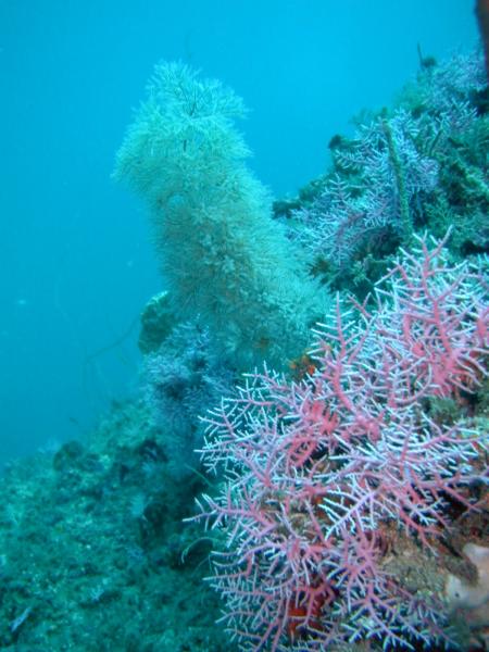 Christmas Reef,Kenia