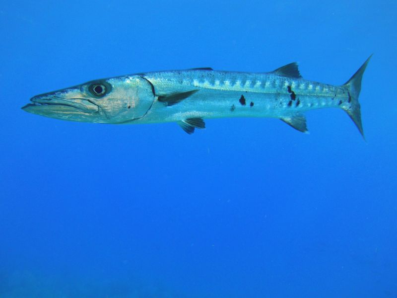 Große Unterwasserbewohner / ohne Haie, Jardines de la Reina,Kuba