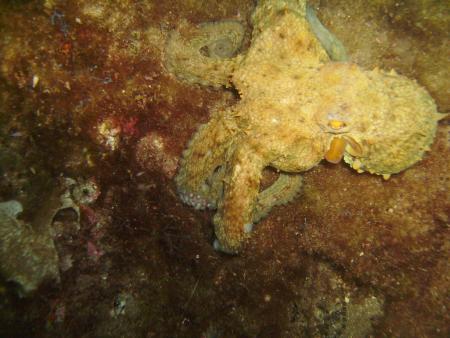 R.C. Diving,Puerto del Carmen,Lanzarote,Kanarische Inseln,Spanien