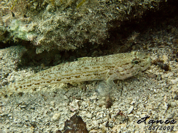 Hausbucht Scuba Valdaliso, Rovinj, Rovinj,Kroatien