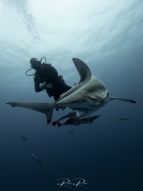 Rae Du Plessis 01, Ocean Warriors, Rae Du Plessis, Aliwal Shoal, Umkomaas, Südafrika