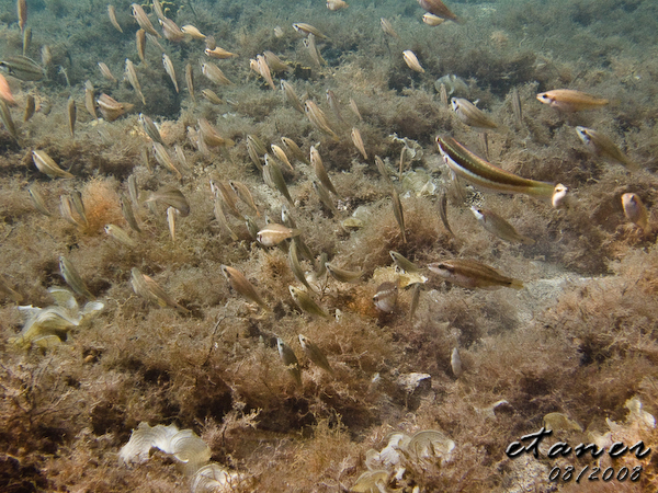 Hausbucht Scuba Valdaliso, Rovinj, Rovinj,Kroatien