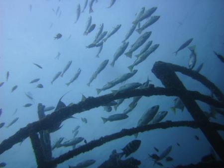 Oman Dive Center (Extra Divers),Muscat,Oman