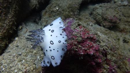 Calypso Diving,Koh Samui,Golf von Thailand,Thailand