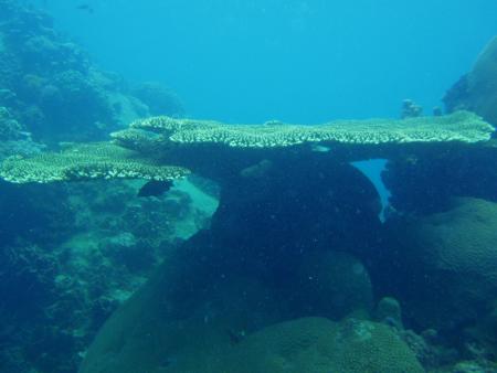 Calypso Diving,Koh Samui,Golf von Thailand,Thailand