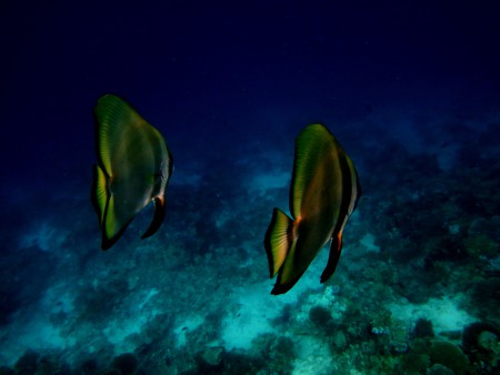 Joy Dive,Safari Island (ex Mushimasgali,Dhoni Mighili),Malediven