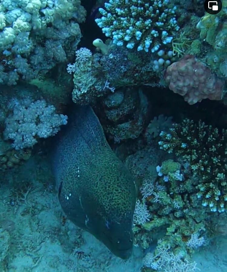 Story Divers, Sharm el Sheikh, Ägypten, Sinai-Süd bis Nabq