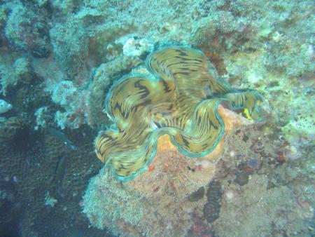 Calypso Diving,Koh Samui,Golf von Thailand,Thailand