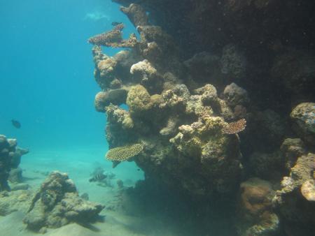South Red Sea Diving Club,El Quseir,El Quseir bis Port Ghalib,Ägypten