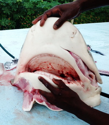 Haimassaker an den Protea Banks
