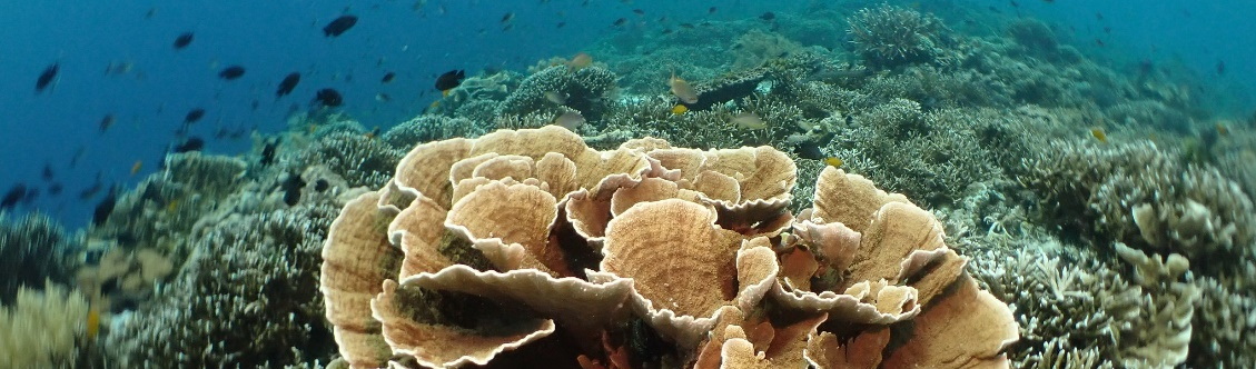 Typhoons and coral reefs - Diveinside News