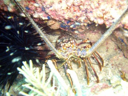 Scuba Pelicano,Isla Margarita,Juan Griego / Venezuela,Venezuela